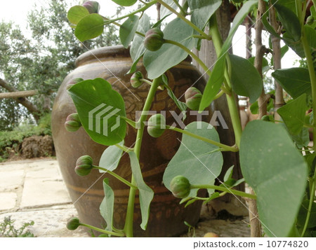 姓名支持 10774820