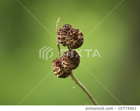 Cerambycidae 10774861