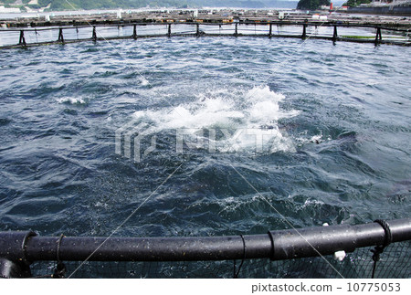 鮪魚養殖圖片素材:鮪魚圈養欄 鮪魚養殖圖片素材:鮪魚圈養欄 10775053