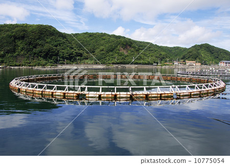 金槍魚養殖圖像素材 10775054