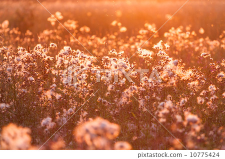 Rural grass on meadow and sunset 10775424