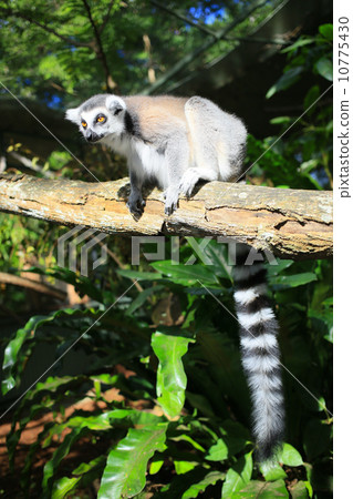 Wolverine lemur 10775430