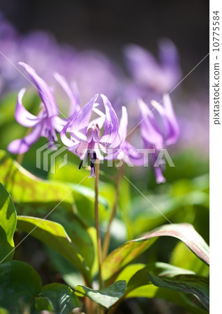 Katakuri flowers Katakuri flowers 10775584