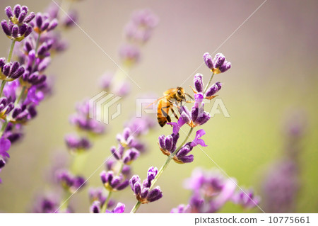 Bees and lavender Bees and lavender 10775661