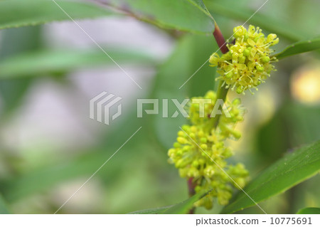 Flower of Tara yow 10775691