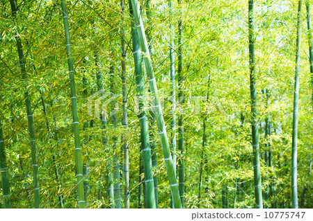 Young bamboo bamboo grove Young bamboo bamboo grove 10775747