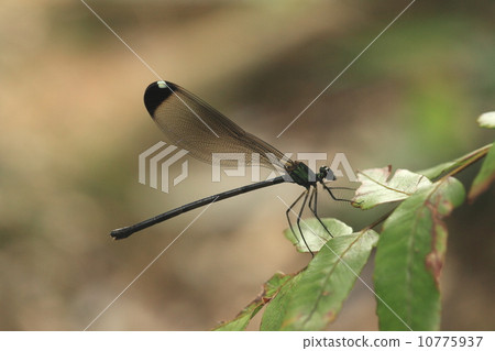 Creatures Clavia kawatonbo (female) resting on the grass along the insect climbing pathway 10775937