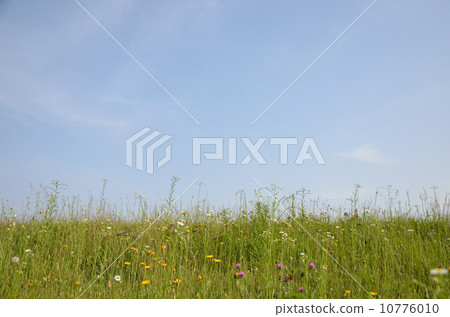 Spring riverbed 10776010