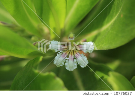 Natural plants like flowers cut in half · · ·, Terriha Xsatobela flowers Natural plants like flowers cut in half · · ·, Terriha Xsatobela flowers 10776027