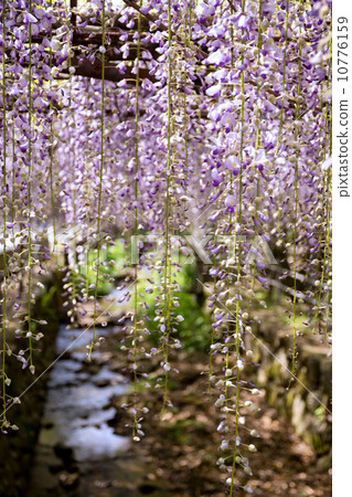 Wisteria curtain Wisteria curtain 10776159