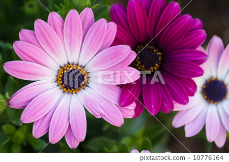 雛菊 雛菊 10776164