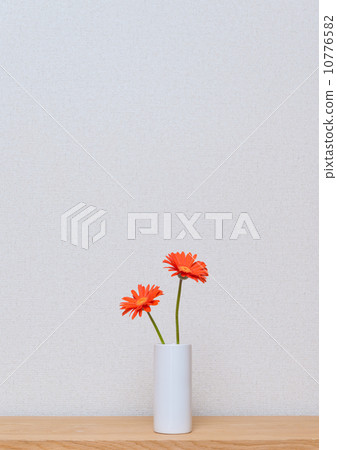 雛菊 雛菊 10776582