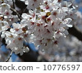 櫻花 10776597