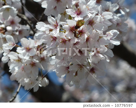 櫻花 櫻花 10776597