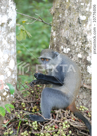 Blue Monkey Blue Monkey 10776806