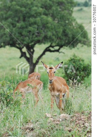 Gazelle Gazelle 10776807