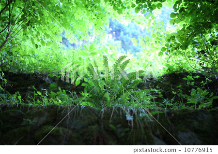 Fresh green Fresh green 10776915