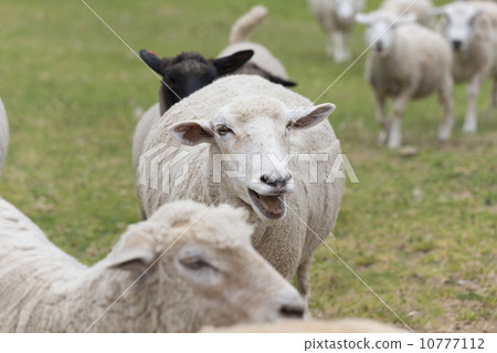 冉綿羊 10777112