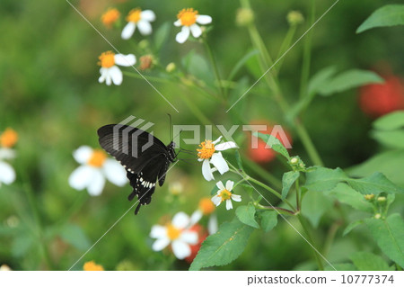 Shrews swallowed with living creatures insect sandangza 10777374