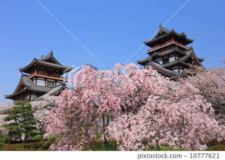 Fushimi-Matsuyama城堡充滿了櫻花 10777621