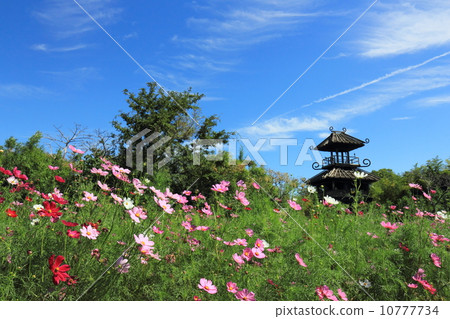 Cosmos field of Karako remains Cosmos field of Karako remains 10777734