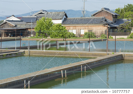 Yamatokoriyama的金魚文化池塘 10777757