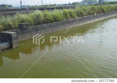 Goldfish culture pond at Yamatokoriyama 10777760