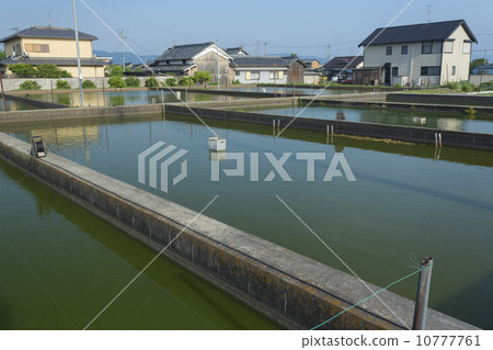 Yamatokoriyama的金魚文化池塘 10777761