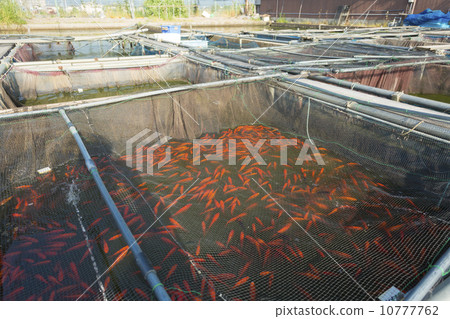 金魚池塘 10777762