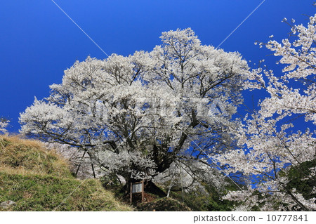 佛陀Ryuji千年櫻花 10777841