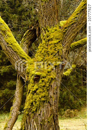 Bright Green Moss (bryophytes) on tree trunks 10777927