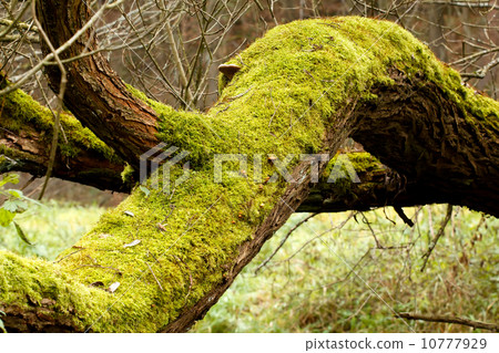 Bright Green Moss (bryophytes) on tree trunks 10777929