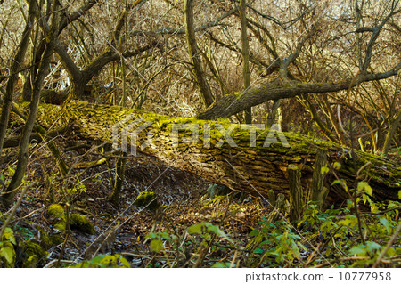 Bright Green Moss (bryophytes) on tree trunks 10777958