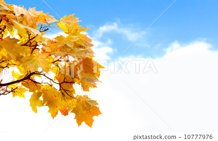 Colorful autumn leaves with blue sky and white clouds for background Colorful autumn leaves with blue sky and white clouds for background 10777976