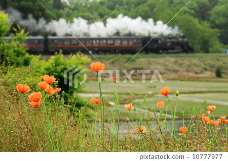 真岡鐵道“長見罌粟和SL真岡的沿線風景” 10777977