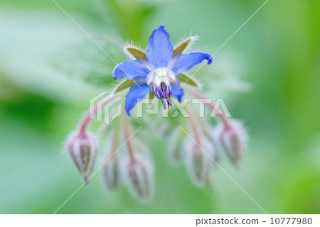 Borisirurizusuririchisha Borisirurizusuririchisha 10777980