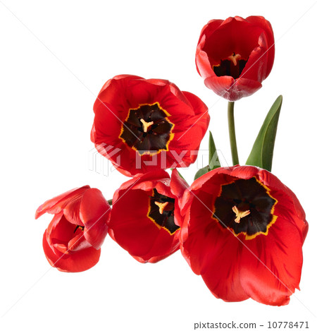 Red flowers 10778471