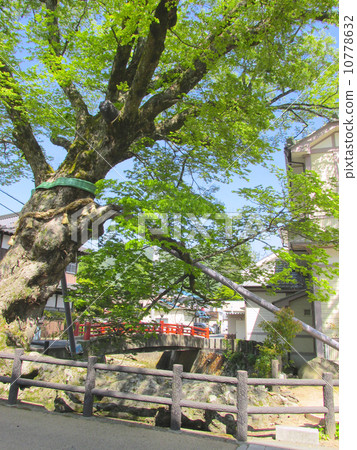 Tree root bridge 10778632