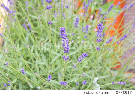A garden scented with lavender! English lavender 10778917