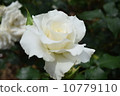 White Rose 10779110