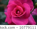 rose	 10779111