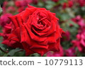 Red rose 10779113