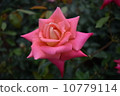 Star Rose 10779114