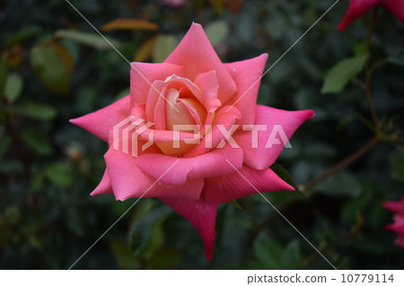 Star Rose Star Rose 10779114