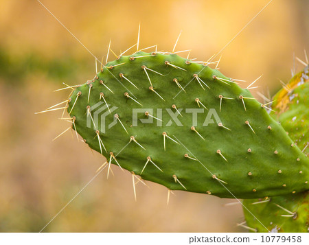Opuntia 10779458