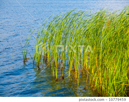 Lake grass 10779459