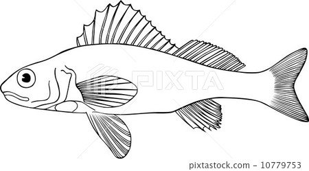 Fish 10779753
