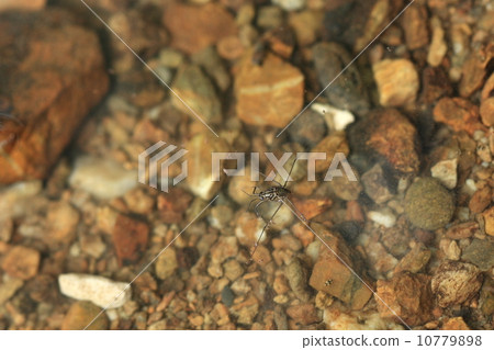 Shima Ammenbo (wingless type) of living creature insects Yaeyama Shima Ammenbo (wingless type) of living creature insects Yaeyama 10779898