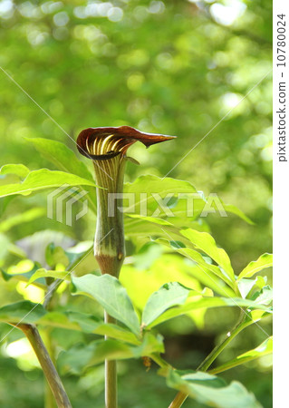 Mamushigusa 10780024