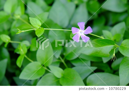 長春花 10780229
